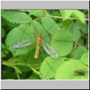 Tipula lunata - Schnake 01c.jpg